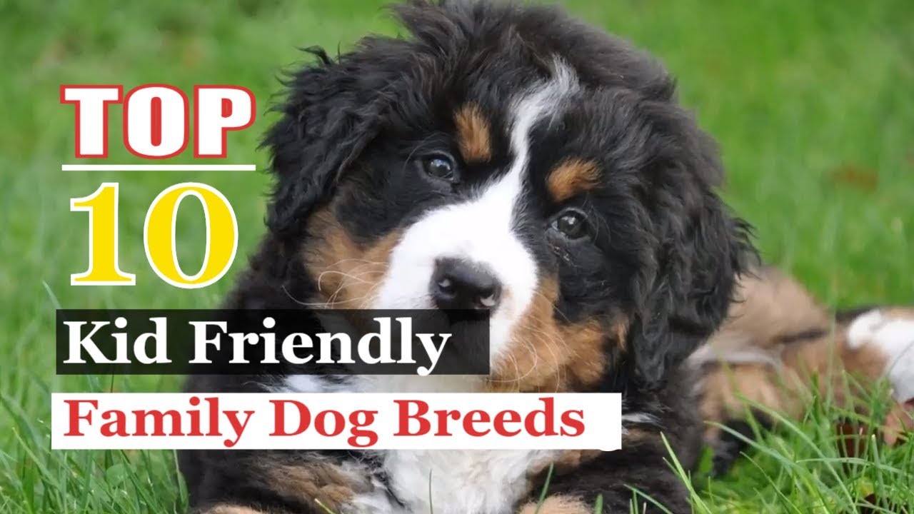 10-best-dog-breeds-for-familes-thrutcher