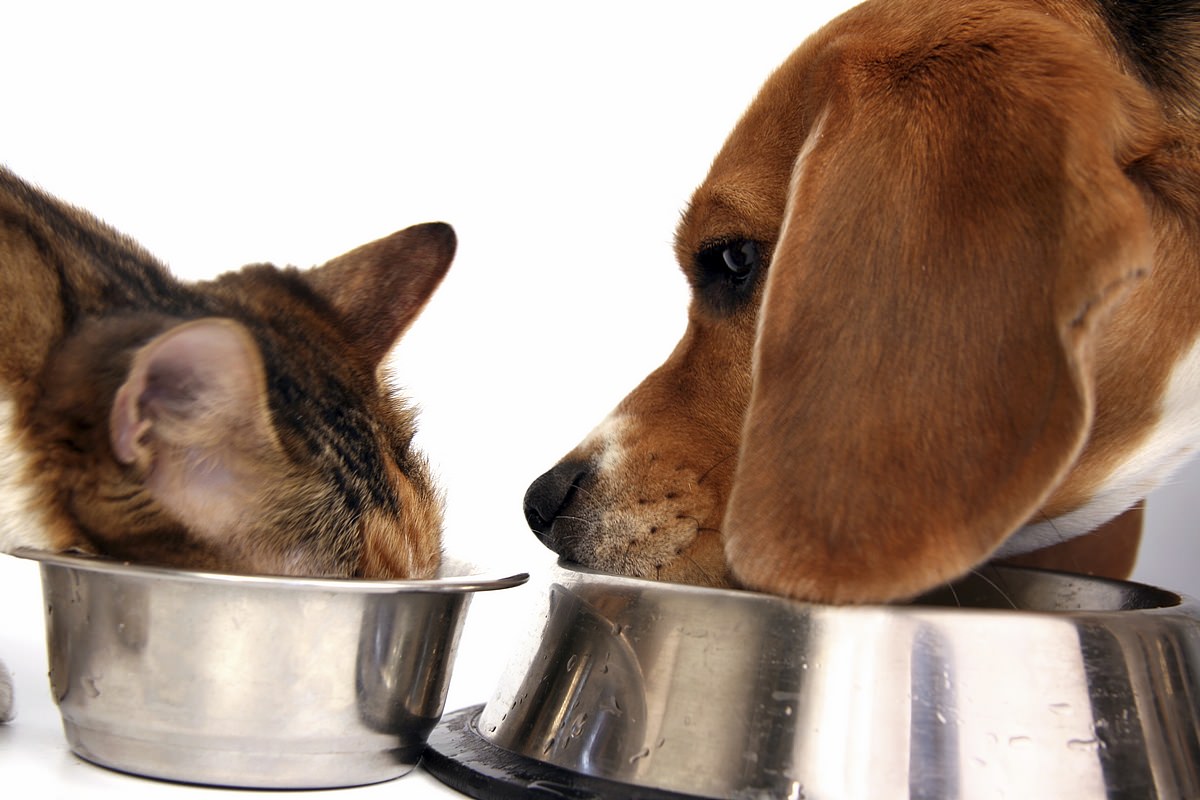 can-dogs-eat-cat-food