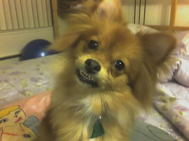 Pomeranian giving us a smile