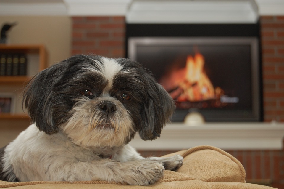 A Shih-tzu lazing by the fire